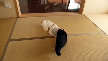 Bu kedilere gülmekten öldüm