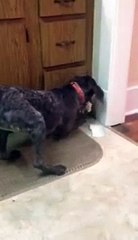 Bu köpeğin ne yaptığını kimse anlamıyor