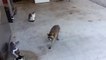 Racoon steals Cats' meal - Енот увел еду у Котов - Прикол !!!