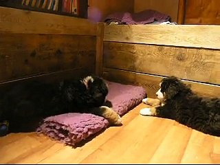 17fév encore mâle rouge et femelle verte