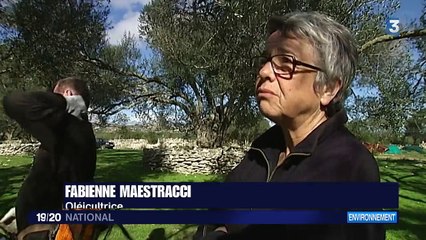 Les oliviers de Corse menacés par une terrible bactérie