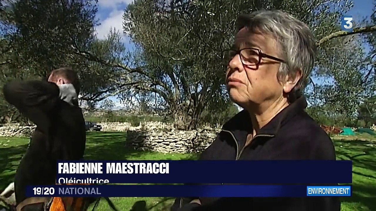 Les oliviers de Corse menacés par une terrible bactérie