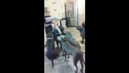 Extremely Hilarious Funny Clips: 4 year old girl with little diner pit bull