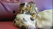 Extremely Hilarious Funny Clips: Am I the only one that also wants a head massage from a Bengal cat