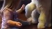 Extremely Hilarious Funny Clips: Beautiful moment between girl and her puppy