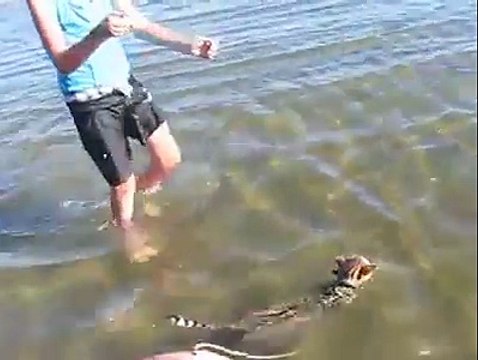 Extremely Hilarious Funny Clips: Bengal cat enjoying the beach