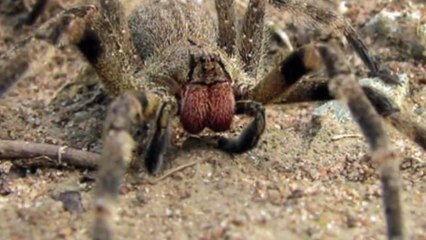 New Viagra Could Be Made From Spider Venom