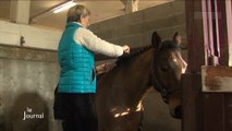 Haras de la Vendée : Le concours national de dressage