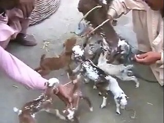 Pakistani Funny Videos 2015 - Pothwari Funny Video - Desi Funny Video Bakri ky 7 Bachy