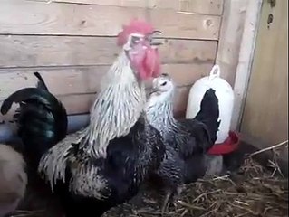 New Alarm tune For LAzy People