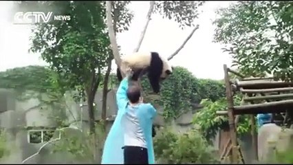 Panda asks for hugs to get down from tree