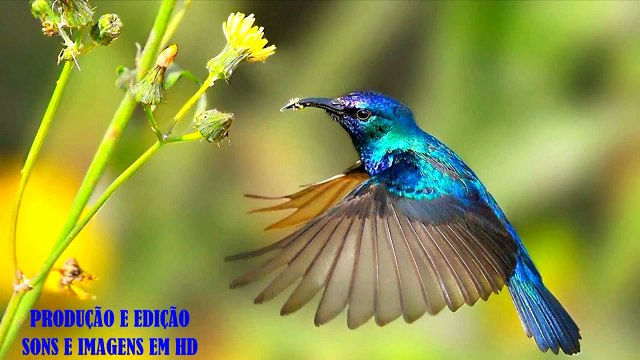 ROBERTO CARLOS - O ANO PASSADO (Vídeo-Clip RC Especial 1979) - HD