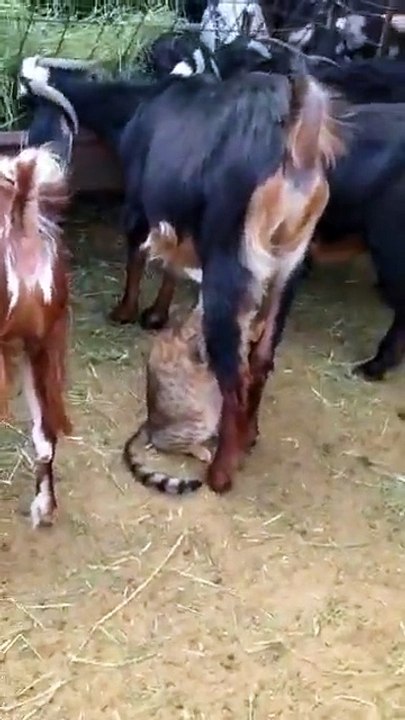 cat vs goat