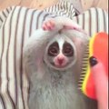 Little loris monkey loves this Brush moments... Adorable