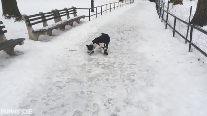 Owner Slips After Laughing At His Dog Slip