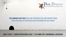 Pest Control and House Wash Auckland by Pest Pesters