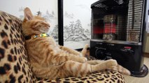 Ce chat kiff le radiateur, assit sur son derrière!
