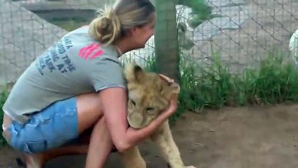 A young lady is getting mauled by two  lions