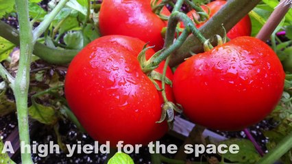 Saving-Money-in-the-Garden-by-Growing-High-Value-Crops