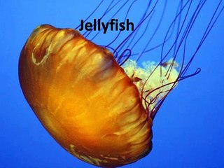 The Top Ten Most Dangerous Animals In The World _