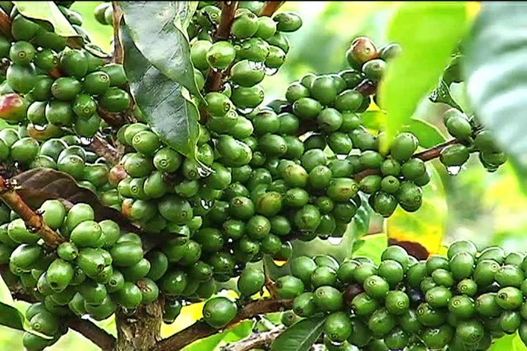12  de febrero de 2015 Cauca SUPRACAFÉ.