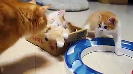 lovely kittens's amazing Video- must watch - Video Dailymotion