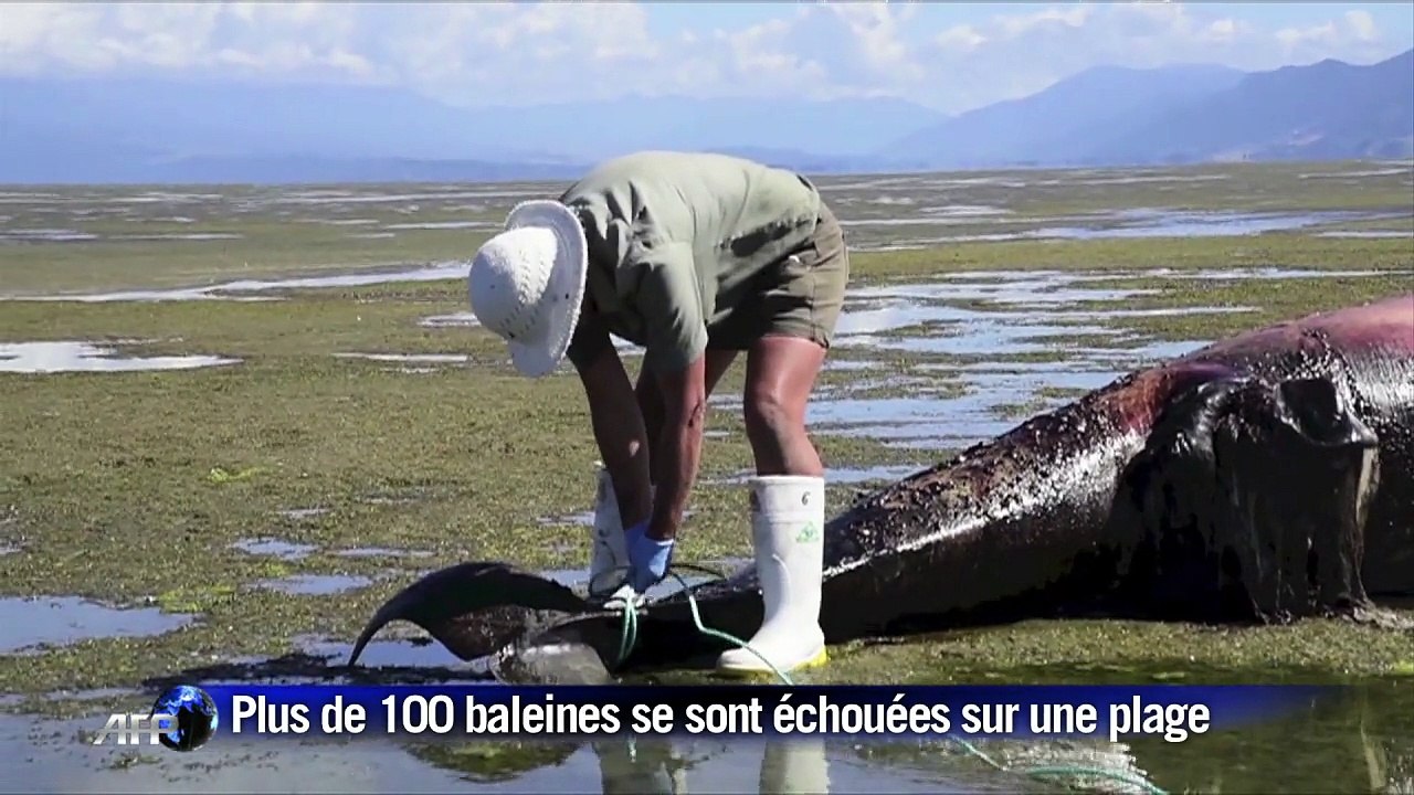 Nouvelle-Zélande: près de 200 baleines s'échouent sur une plage