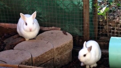 All Rabbits Are Moving The Nose With The Same Style