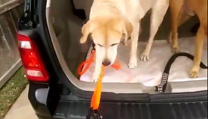 Pluto, how we gonna go to the park if he can't shut the door