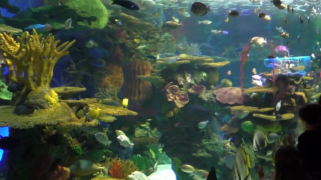 Ripley's Aquarium Toronto
