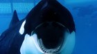 Blackfish Full Movie