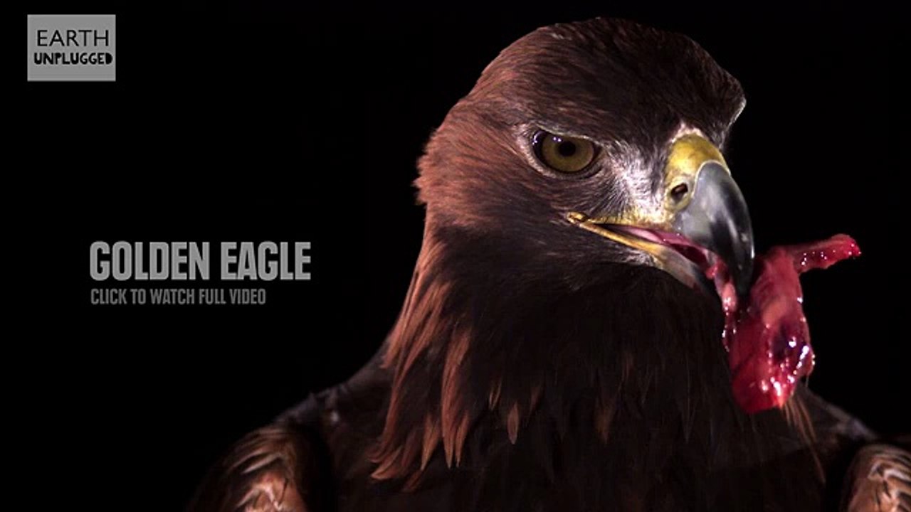 10 Incredible Slow Motion Clips From Earth Unplugged