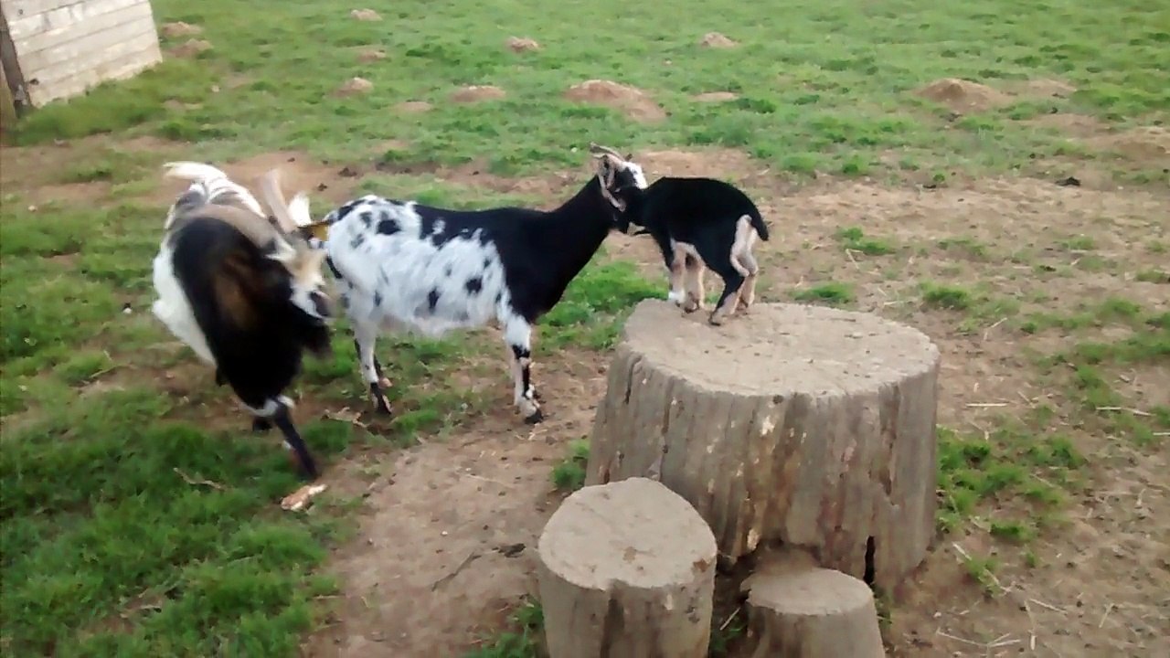 Chevreaux fous!!!
