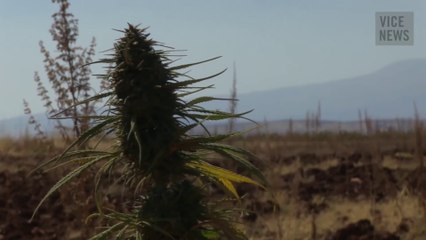 Les fermes du cannabis au Liban (STFR)