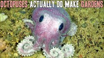 11 Insane Animal Facts