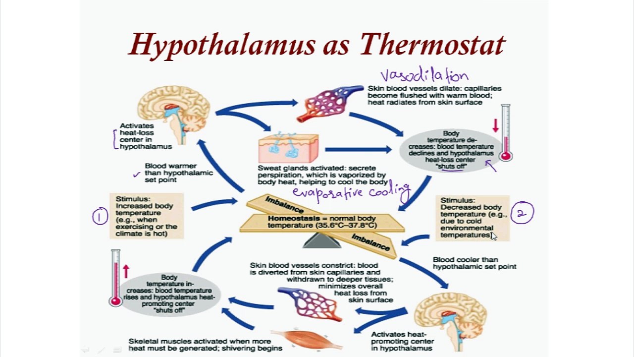 Temperature in Fever (Pyrexia)