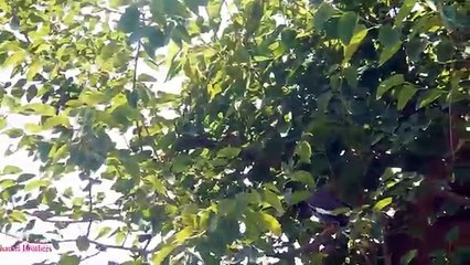 Télécharger la video: Pest Bird Common Myna Hunting With Air Rifle