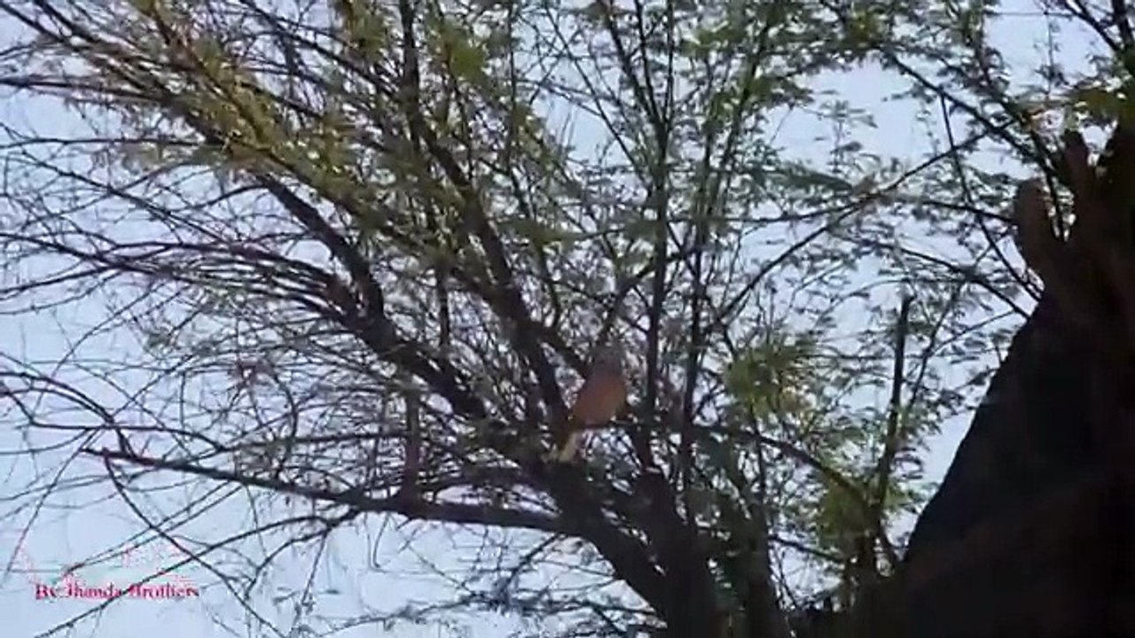 Birds Hunting Red Turtle Dove Shooting