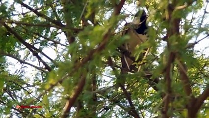 Birds Hunting Sparrow Hunting Pellet Air Gun