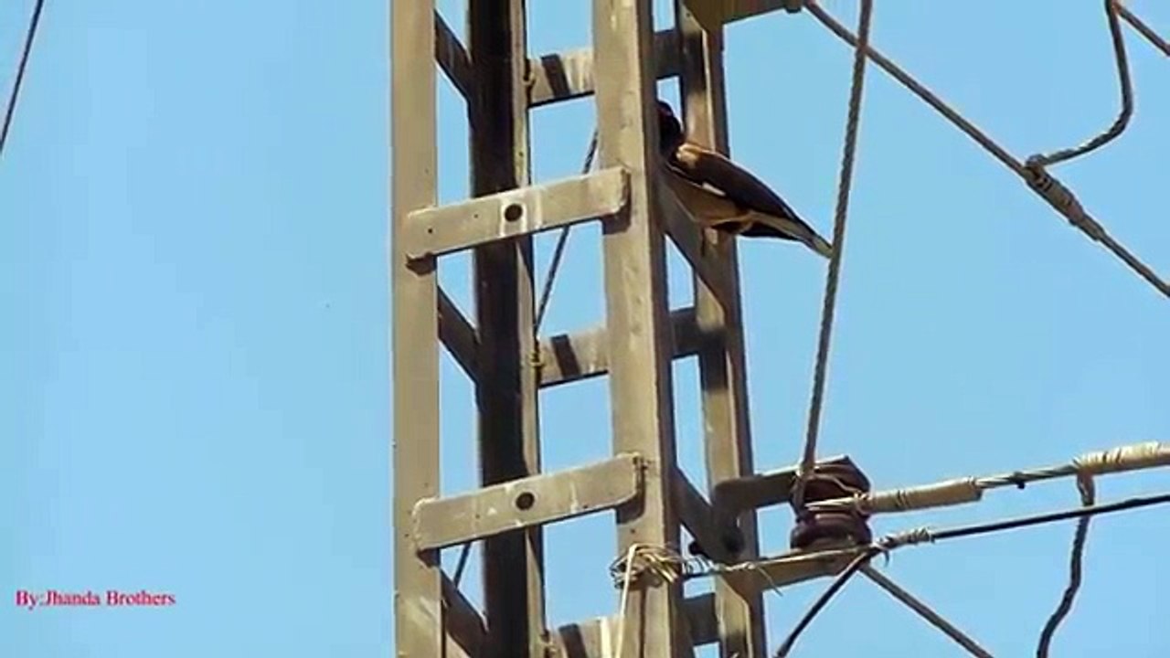 Common Myna Bird Hunting