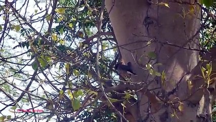 Common Mynah Hunting Pest Bird
