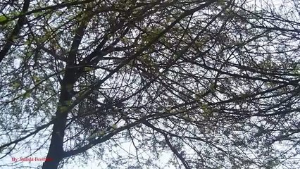 Dove Hunting Nice Shot