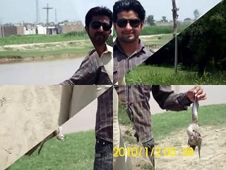 Dove Hunting Still Shots