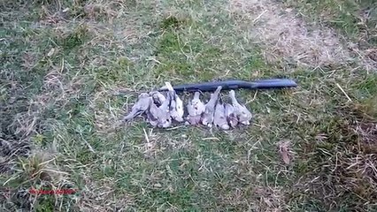 Doves Hunting After Game