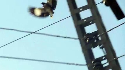 Gamo Shadow 1000 Common Myna Hunting