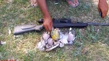 Green Pegion Hunting And Red Turtle Dove Hunting After Game