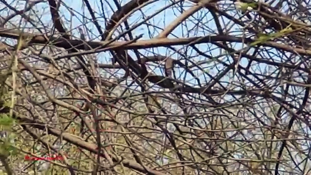 Russian Dove Hunting With Air Gun