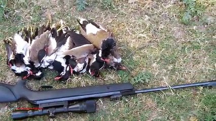 Lapwing Bird Hunting After Game
