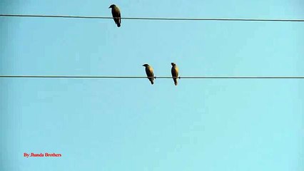 Pest Bird Hunting Bank Myna Hunting