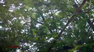 In Tree Asian Pied Starling Bird Hunting 3